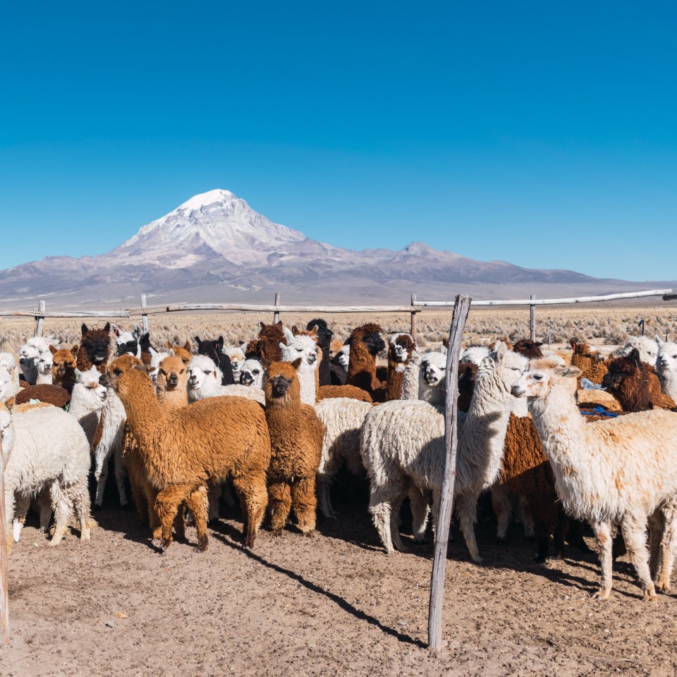 Trekkingabenteuer in den bolivianischen Anden